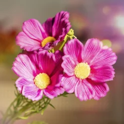 HOMLA Galazka Sztuczna Cosmos Fioletowa 65 Cm