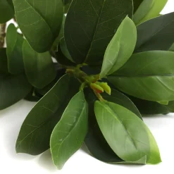 HOMLA Galazka Sztuczna Edera Liscie 79 Cm