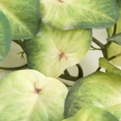 HOMLA Girlanda Z Lisci Sztuczna Tropical Zone Koleus 172 Cm