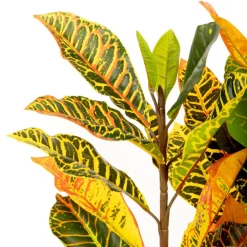 HOMLA Roslina Sztuczna Tropical Zone Chameleon 120 Cm